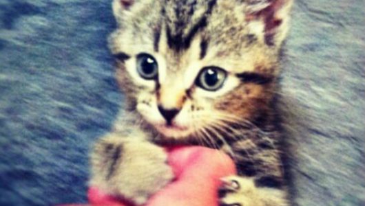 Kittens1