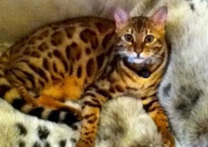 Bengal1