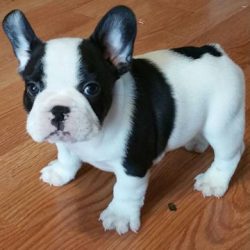 kugh outstanding AKC